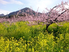 不登校・引きこもり