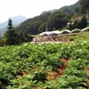 山梨の野菜